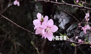 西方情人节是什么时候（西方情人节在几月几日）