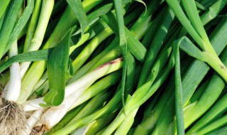 蒜苗与蒜苔的区别是什么呢(蒜苗与蒜苔的区别是什么呢)