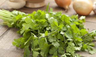 香菜的学名(香菜的学名怎么读)