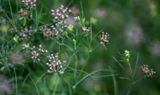 孜然是什么植物的种子 女人吃孜然的好处