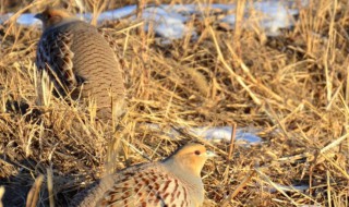 鹌鹑一天下几个蛋（一只鹌鹑能活多久）
