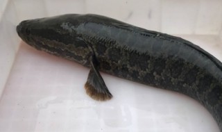 乌鱼是什么鱼（乌鱼是什么鱼图片）