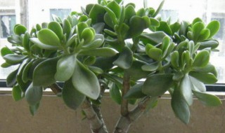 怎样养好玉树 怎样养好玉树植物