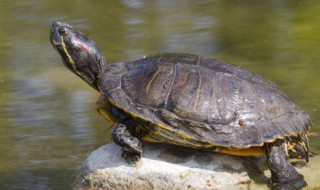 如何养巴西龟（家里养龟十大禁忌）