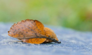 枯叶蛾和枯叶蝶的区别 枯叶蛾和枯叶蝶有什么区别