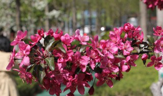 海棠花期多久 玫瑰海棠花期多久