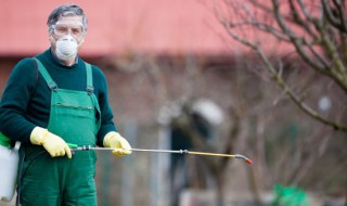 马陆虫怎么彻底消灭 马陆虫图片