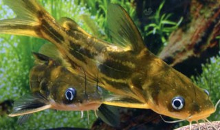 黄颡鱼怎么读（黄骨鱼市场价格多少钱一斤）