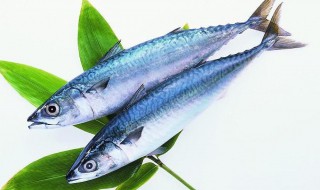 番茄鲅鱼的做法(番茄鲅鱼罐头做法)