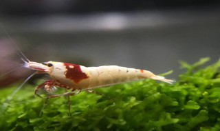 怎样养水晶虾（养好水晶虾需注意的五个方面）