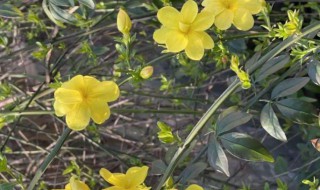 迎春花吉利吗适合摆院子里吗（迎春花吉利吗适合摆院子里吗迎春花风水禁忌有哪些）