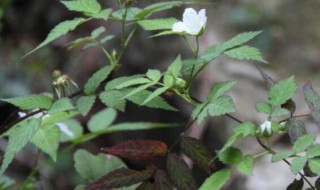 蓬蘽和覆盆子的区别 蓬蘽和覆盆子的区别知乎