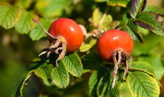 玫瑰果是什么水果（玫瑰果是什么东西）