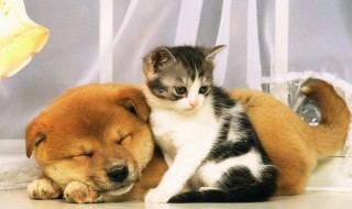 猫奴是指什么（猫奴是指什么生肖动物）