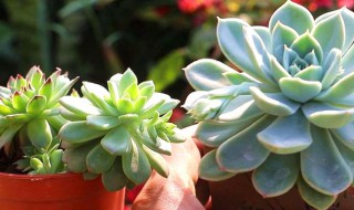 可爱的多肉植物怎么养(超可爱的多肉植物)