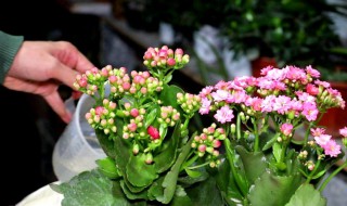 长寿花该怎么养 长寿花该怎么养植