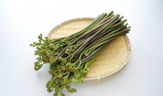 蕨菜怎么种植技术（蕨菜怎么种植技术和管理）