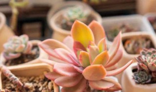 金钱滚滚多肉怎么养(金钱滚滚花的养殖方法和注意事项)