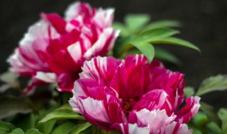 牡丹花该怎么养（牡丹花该怎么养护）