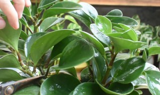 怎么样让豆瓣绿涨的更好（豆瓣绿怎么养长得快）