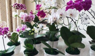 蝴蝶兰花谢了怎么养（蝴蝶兰花谢了怎么养活）