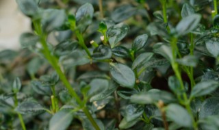 金鱼吊兰怎么分株繁殖 金鱼吊兰怎么繁殖(扦插爆盆最简单