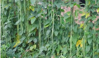 刀豆怎么种 刀豆怎么种什么时候种