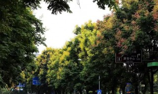 栾树下的地面怎么粘糊糊的 栾树下为什么有黏黏糊糊的现象