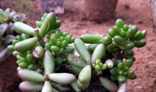 虹之玉锦怎么养才能更旺盛 虹之玉锦怎么养成老桩