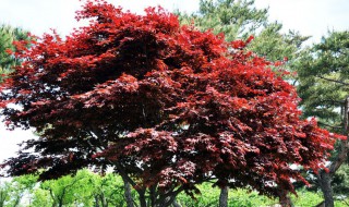 红枫怎么种 红枫树怎么种植