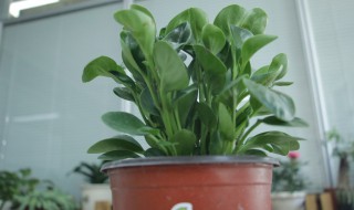 碧玉的养殖办法是什么 碧玉的养殖办法是什么意思