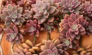 胧月多肉怎么养才好看（胧月多肉怎么修剪造型）