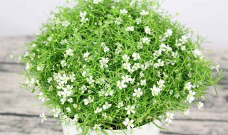 满天星叶子发黄是什么原因（满天星叶子发黄怎么回事）