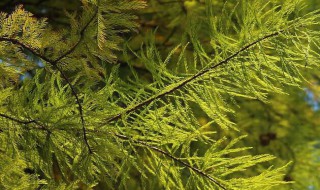 松柏怎么过冬（松柏怎么过冬的方法）