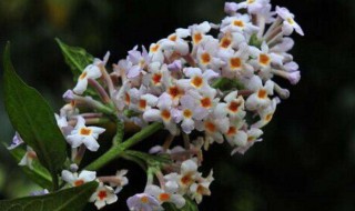 密蒙花的养殖方法（密蒙花的种植方法）