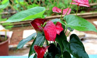 红掌怎么养才能开花不断 红掌要怎样养才能开更多的花