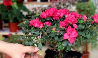 杜鹃花怎么养才长得好 杜鹃花怎么养才长得好快