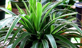 龙铁怎么养才能更旺盛 龙铁的养殖方法和注意事项