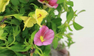 新买的百万小铃怎么养 新买的百万小铃怎么养:别换盆,晒太阳