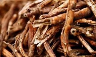 牡丹根怎么种植（牡丹根怎么种植浇水）