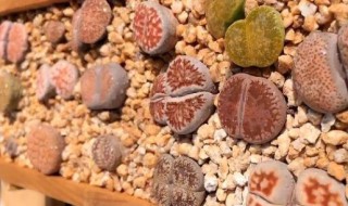 生石花怎么养才能更旺盛(生石花怎么养才能更旺盛呢)