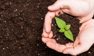 石竹科满天星的种子怎么种和养 满天星石头花