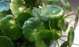 金钱草怎么养茂盛（金钱草怎么养?）