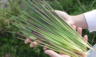 儿时美食茅针（茅茅针是什么东西图片）