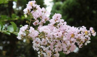 痒痒树怎么挠 挠痒树长什么样