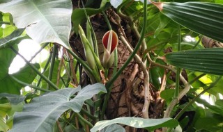 红苞喜林芋怎么分株或移栽 红苞喜林芋怎么分株或移栽视频