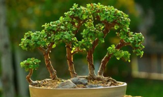 5招教你怎么养出爆盆的金枝玉叶! 金枝玉叶怎样爆盆