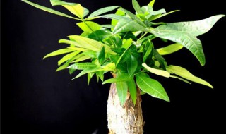 怎么养好家庭盆栽植物发财树（家中盆栽发财树怎样打理）