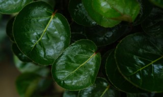 福禄桐怎么浇水(福禄桐浇水多了)