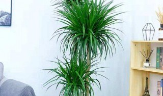 龙铁叶尖干枯怎么办 龙铁叶尖干枯怎么办视频